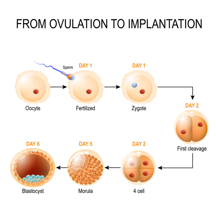 1st week of pregnancy from ovulation to fertilization