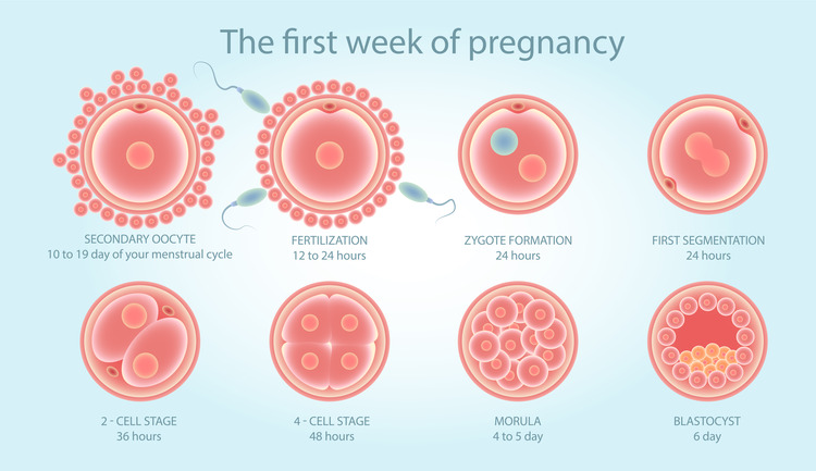 First week of pregnancy - embryo