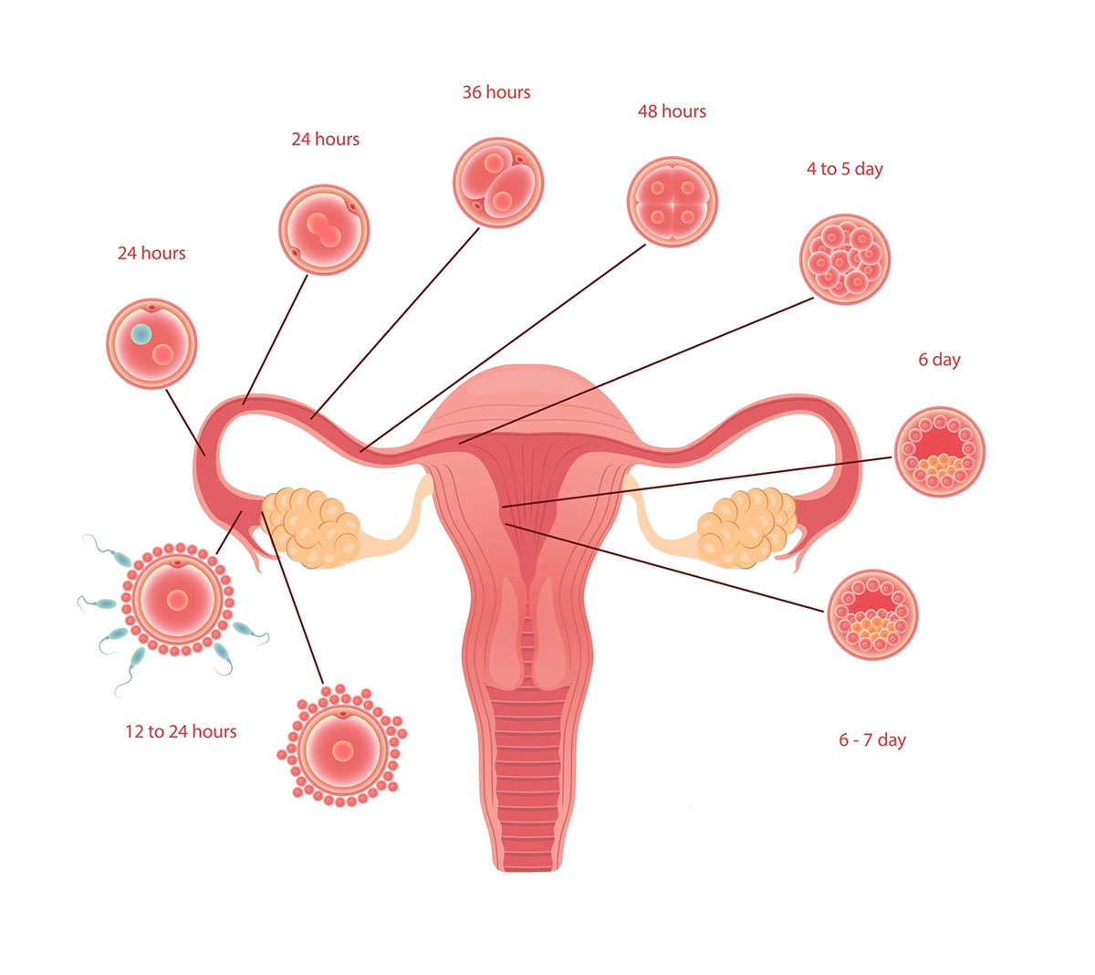 the first week of pregnancy after fertilization