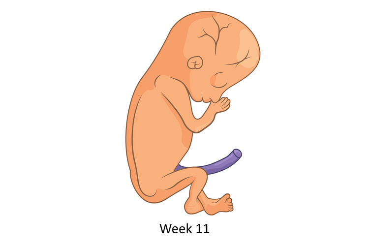 11th week of pregnancy fetal size