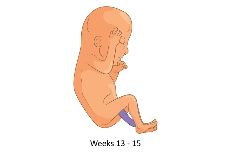 15th week of pregnancy fetal size