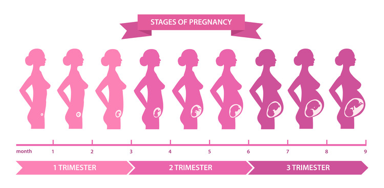 Stages of pregnancy by weeks