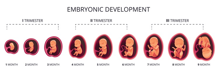 Fetal development after weeks