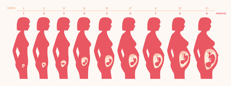 Pregnancy week by week