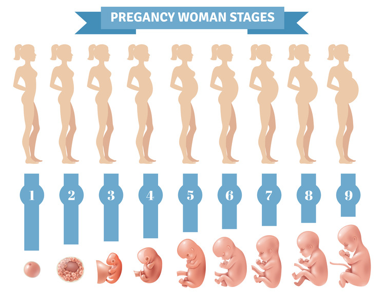 Ebryonic development during pregnancy