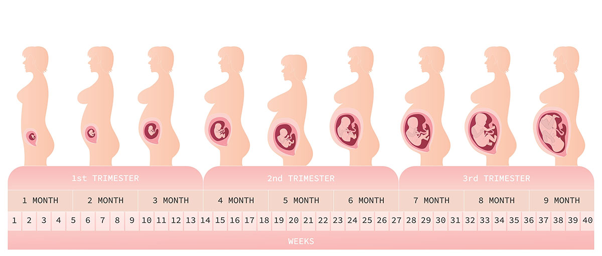 pregnancy - weeks and trimesters