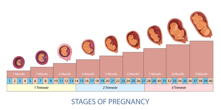 How to calculate weeks of pregnancy trimester