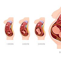 Stages of pregnancy - 1 week