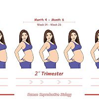 Stages of pregnancy - 2 weeks