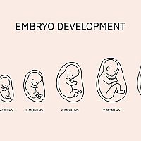 Stages of pregnancy - 6 weeks