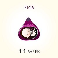 How big is my baby at 11 weeks