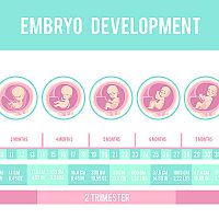 Stages of pregnancy - 11 weeks