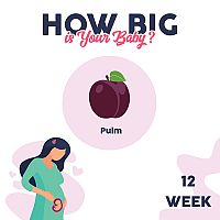 How big is my baby at 12 weeks