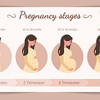 Stages of pregnancy - 12 weeks