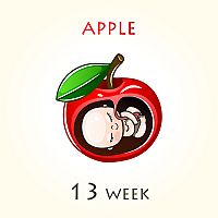 How big is my baby at 13 weeks