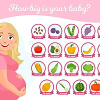 Stages of pregnancy - 13 weeks