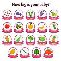 Stages of pregnancy - 14 weeks