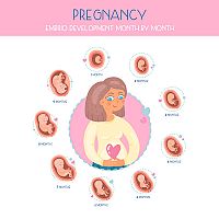 Stages of pregnancy - 15 weeks